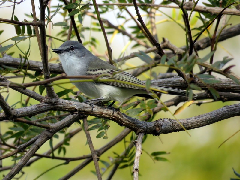 Suiriri Flycatcher - ML241131881