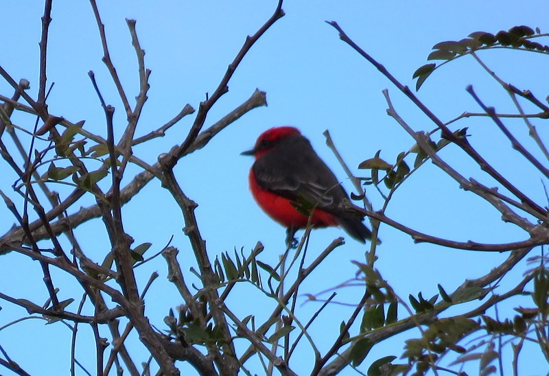 Vermilion Flycatcher - ML241131911