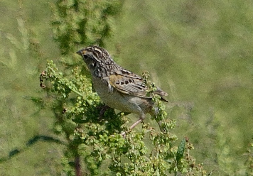 Grasshopper Sparrow - ML241132141