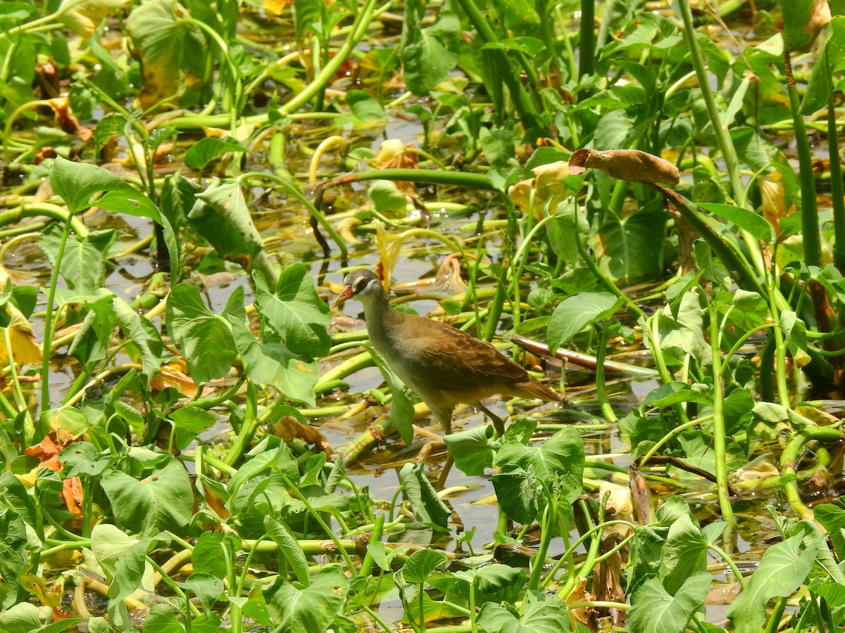 White-browed Crake - Maggie Chen