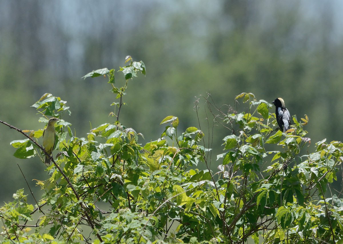 bobolink americký - ML241132431