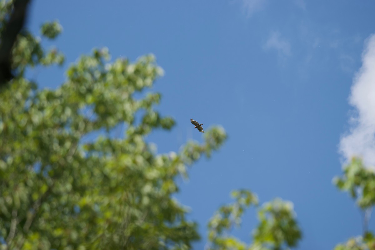 Red-shouldered Hawk - ML241132671