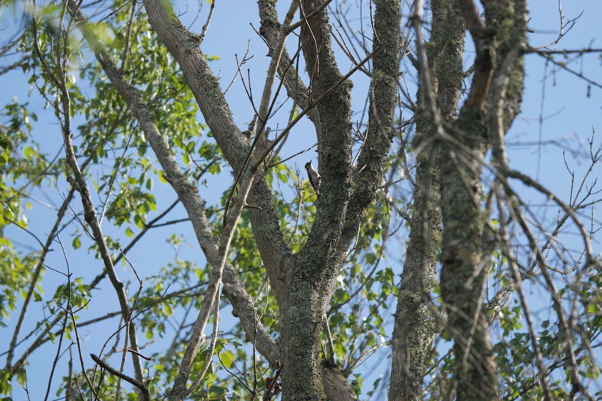 Hairy Woodpecker - ML241132701