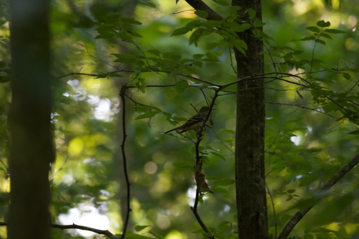 Acadian Flycatcher - ML241132721