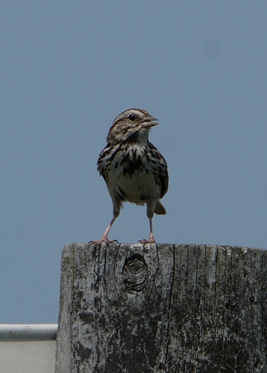 Song Sparrow - ML241133181