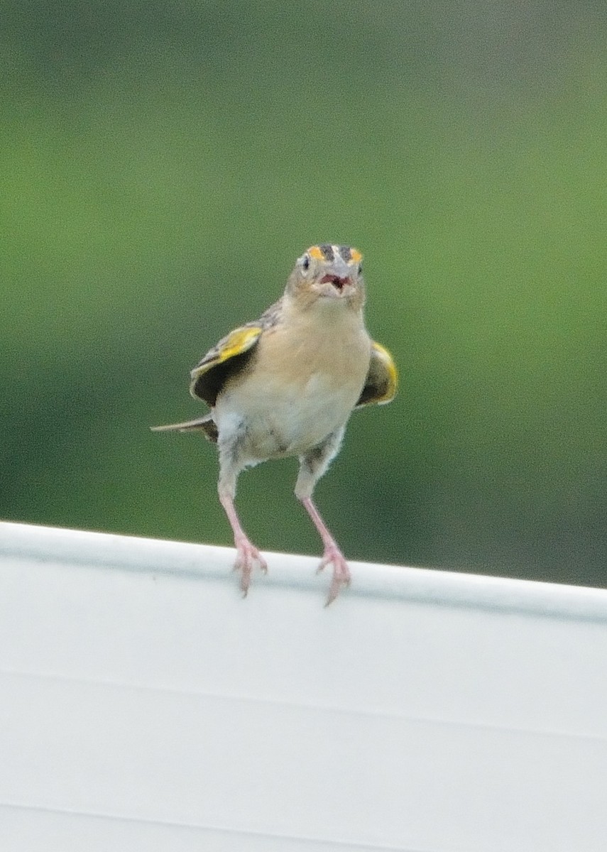 Grasshopper Sparrow - ML241134121