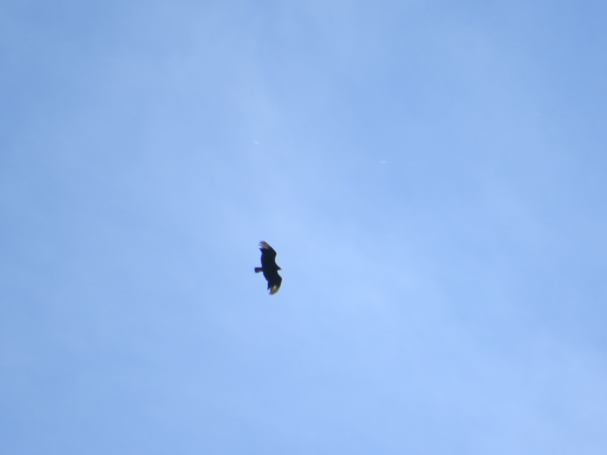 Black Vulture - ML241134281