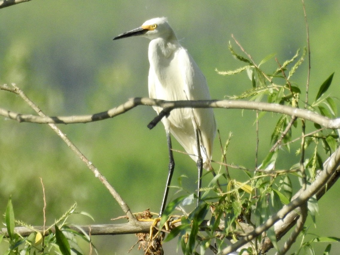 Snowy Egret - Jack Coulter