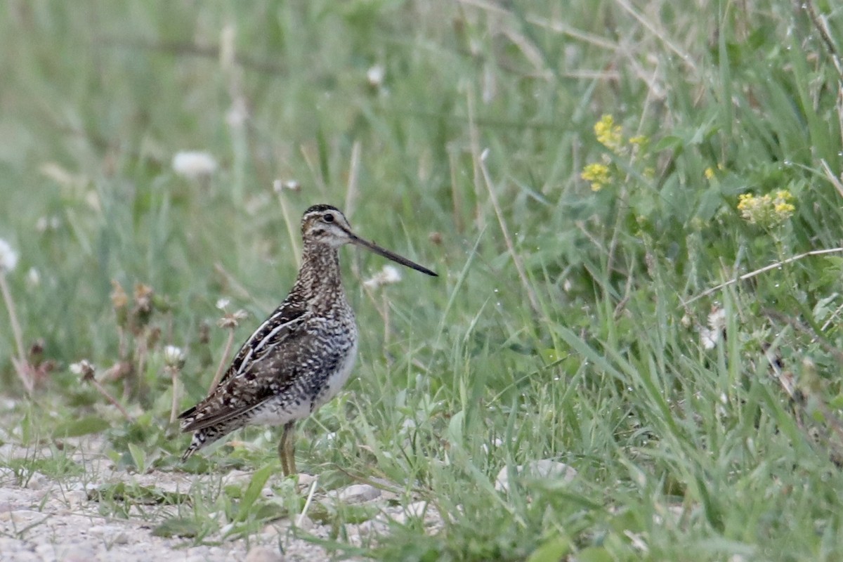 Wilson's Snipe - Gustino Lanese