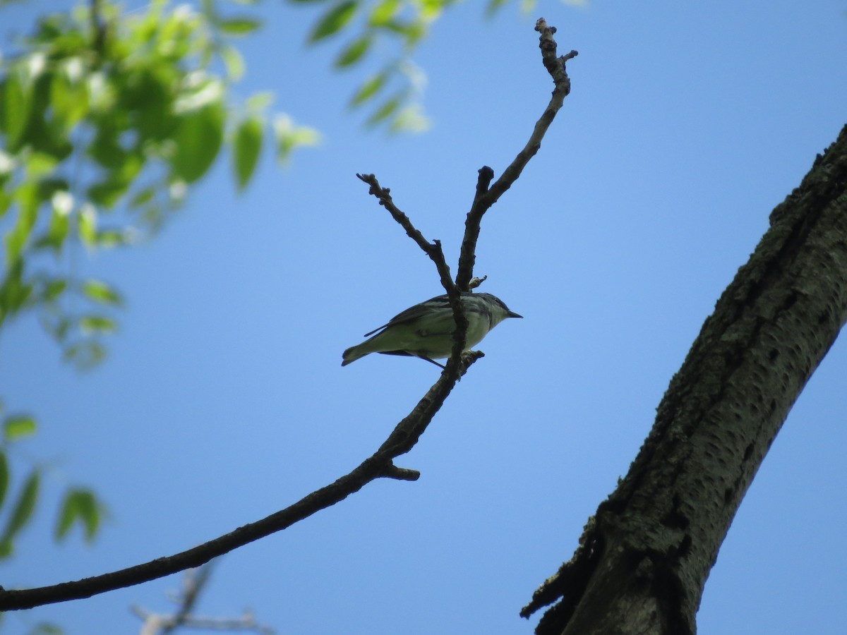 Cerulean Warbler - ML241134541