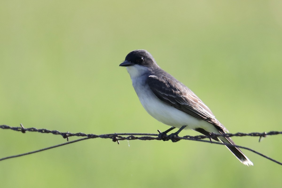 Eastern Kingbird - Gustino Lanese