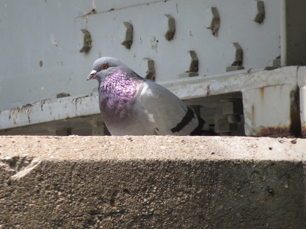 Rock Pigeon (Feral Pigeon) - ML241134641