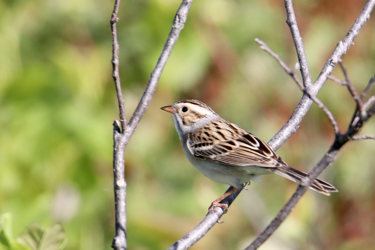 Clay-colored Sparrow - Gustino Lanese