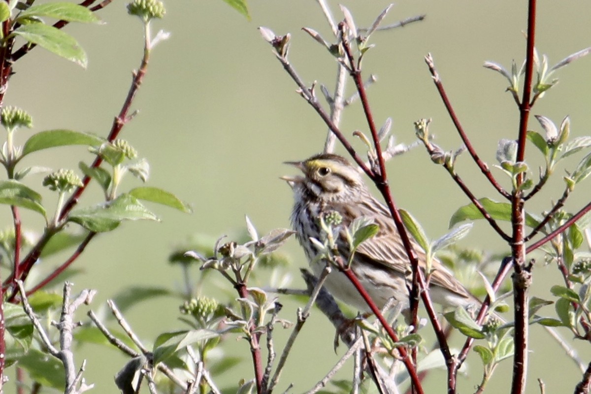 Savannah Sparrow - Gustino Lanese