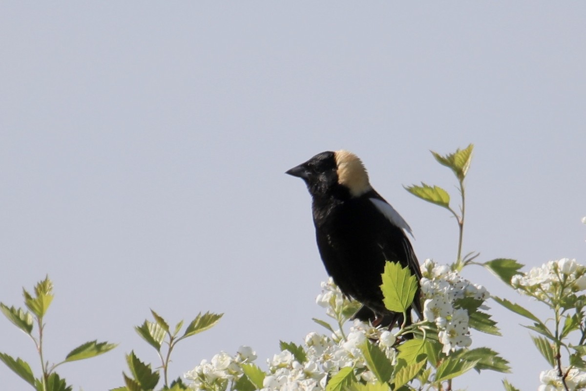 Bobolink - Gustino Lanese