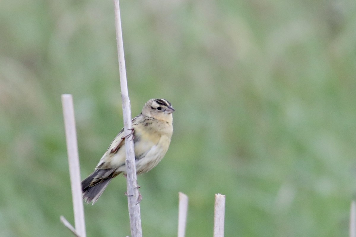 Bobolink - ML241135231