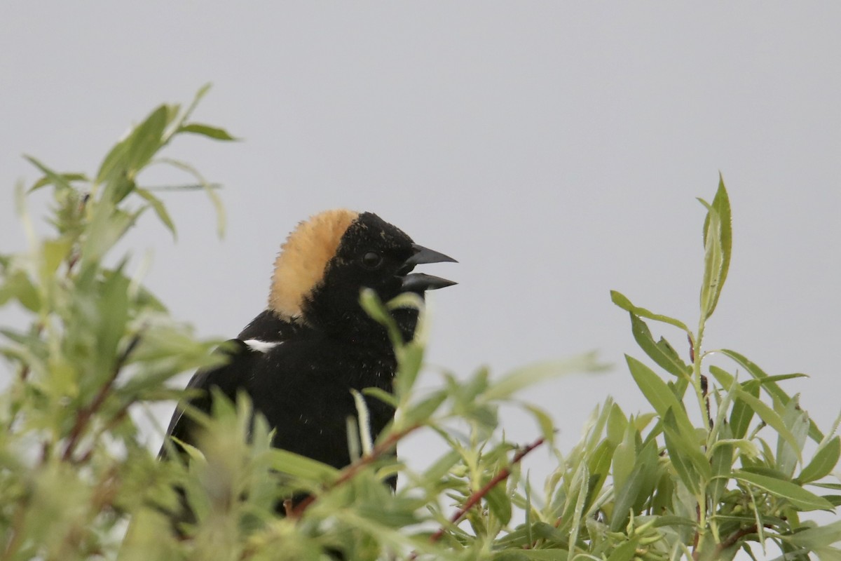 Bobolink - ML241135241