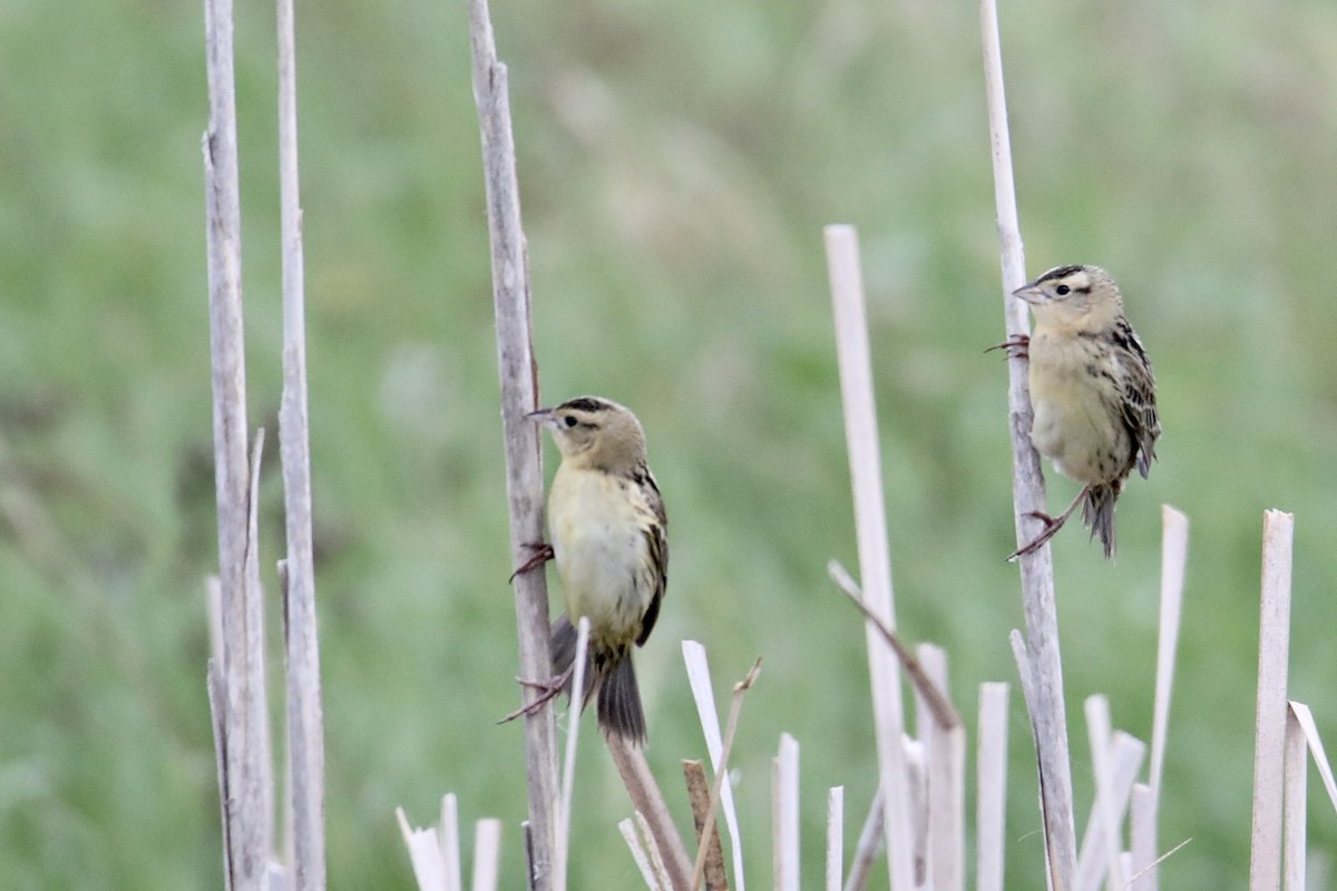 Bobolink - Gustino Lanese