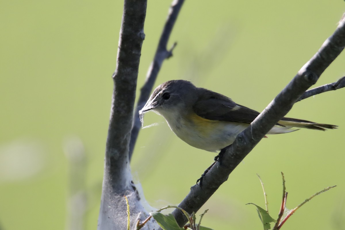 American Redstart - Gustino Lanese