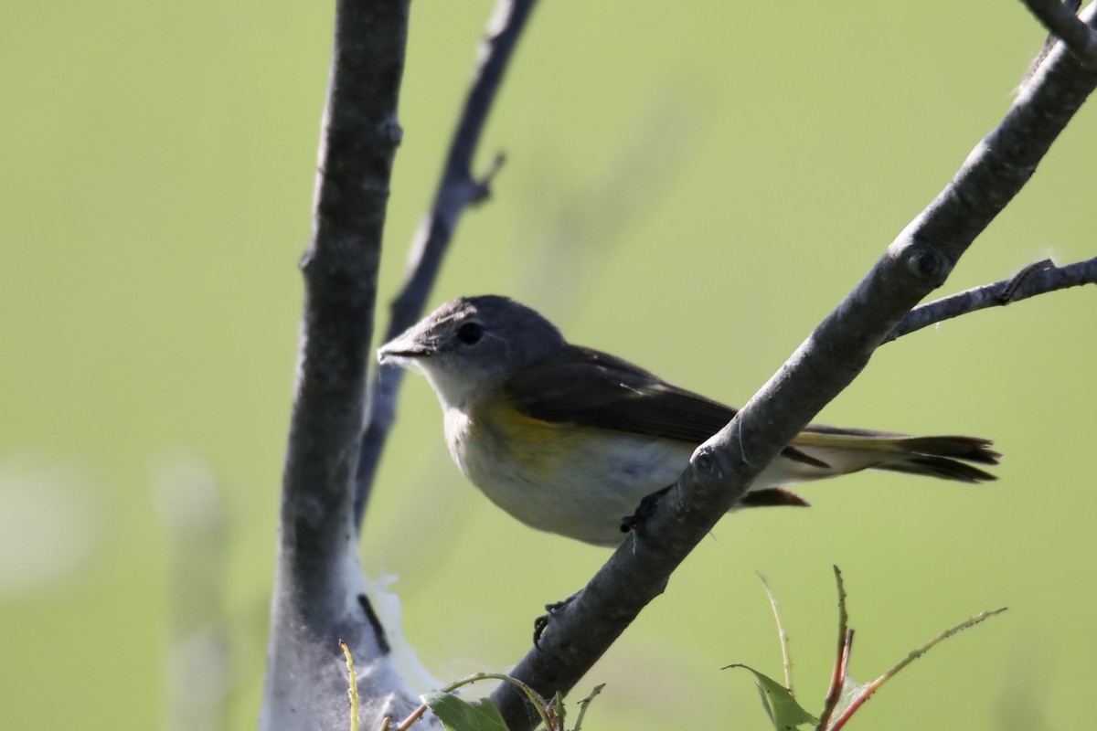 American Redstart - ML241135351