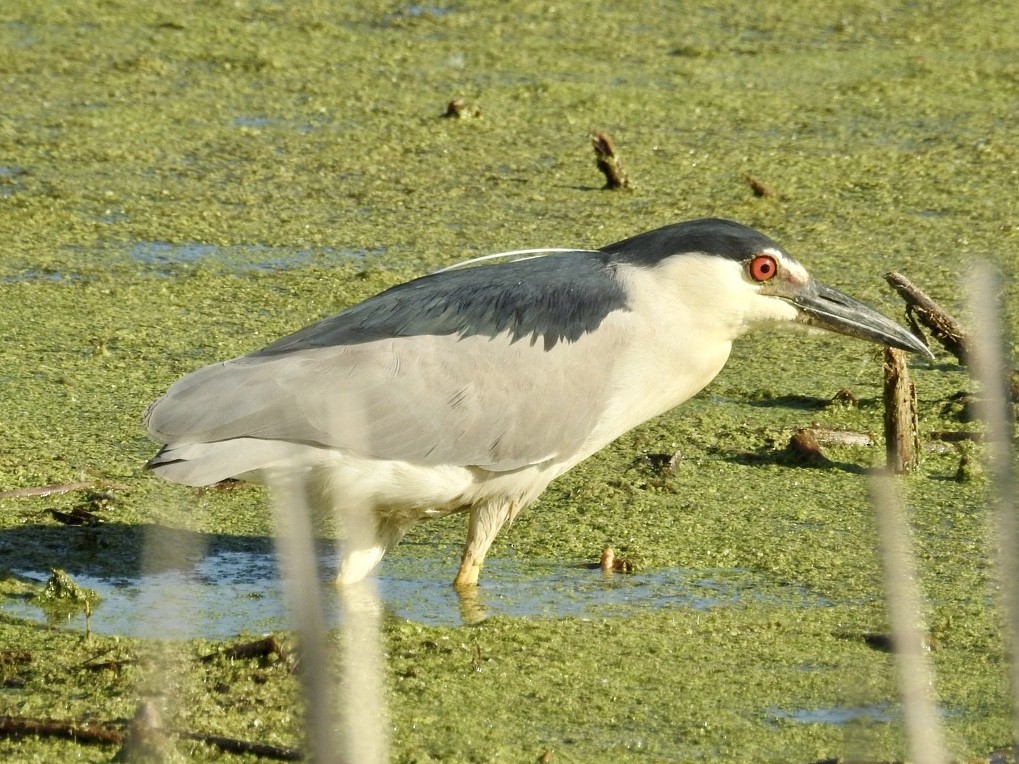 Black-crowned Night Heron - Jack Coulter