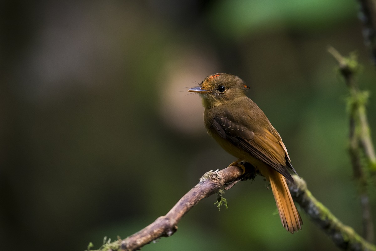 Atlantic Royal Flycatcher - Claudia Brasileiro