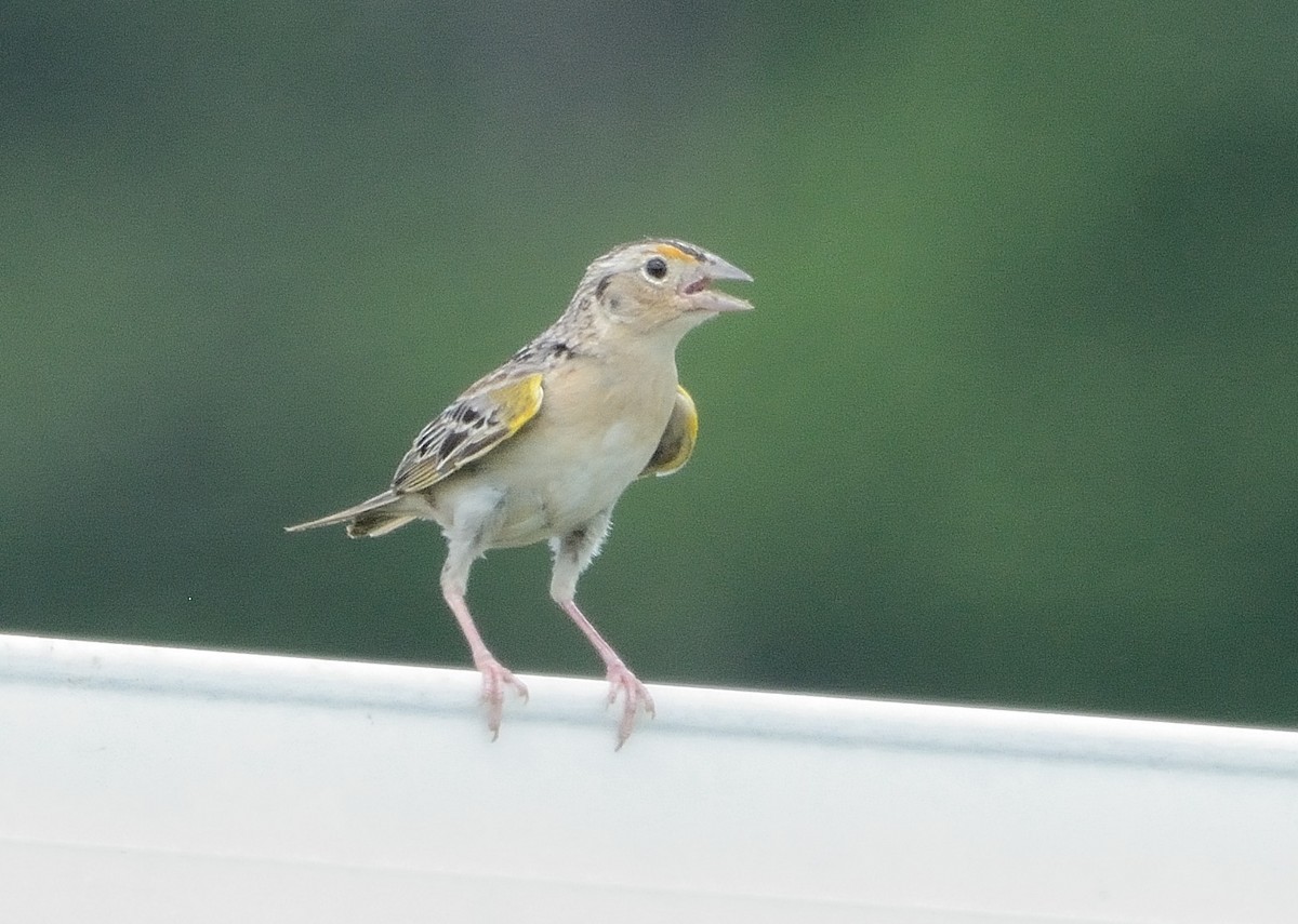 Grasshopper Sparrow - ML241138261