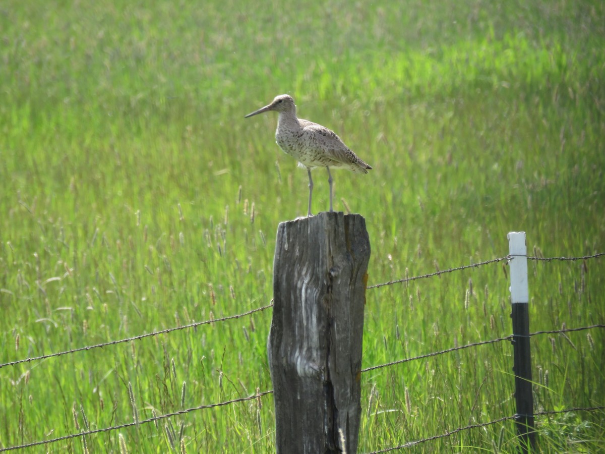 Willet - ML241139001