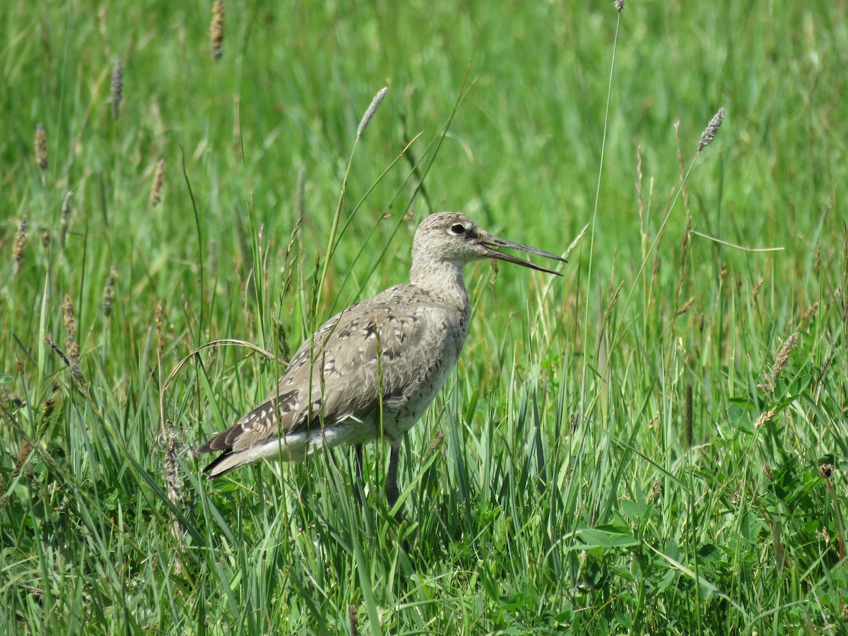 Willet - ML241139021