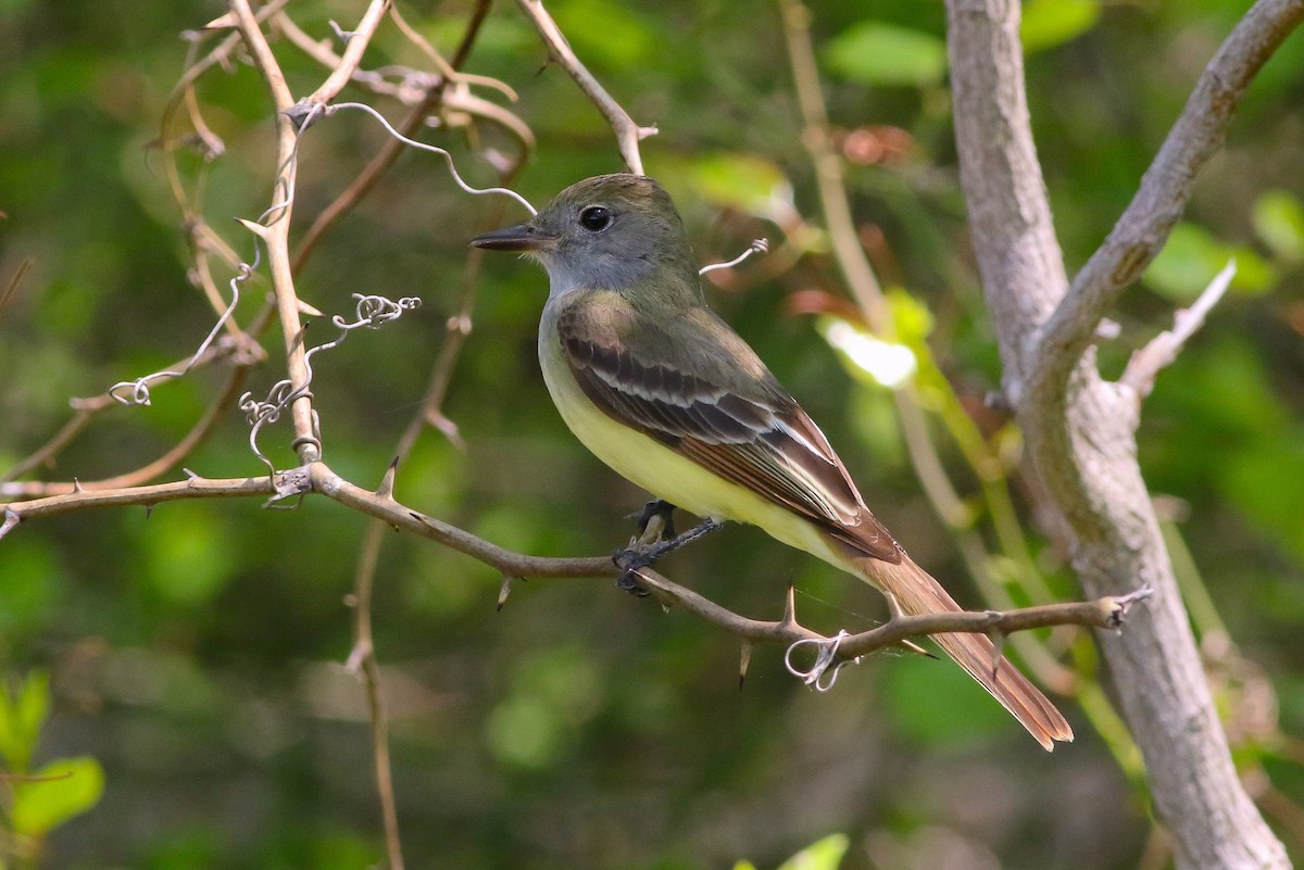 Great Crested Flycatcher - ML241139461