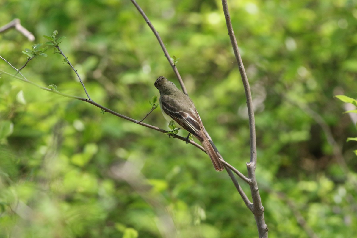 Great Crested Flycatcher - ML241139581