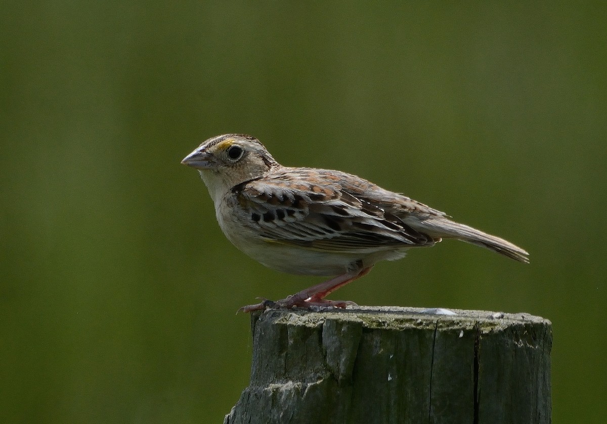 Grasshopper Sparrow - ML241140501