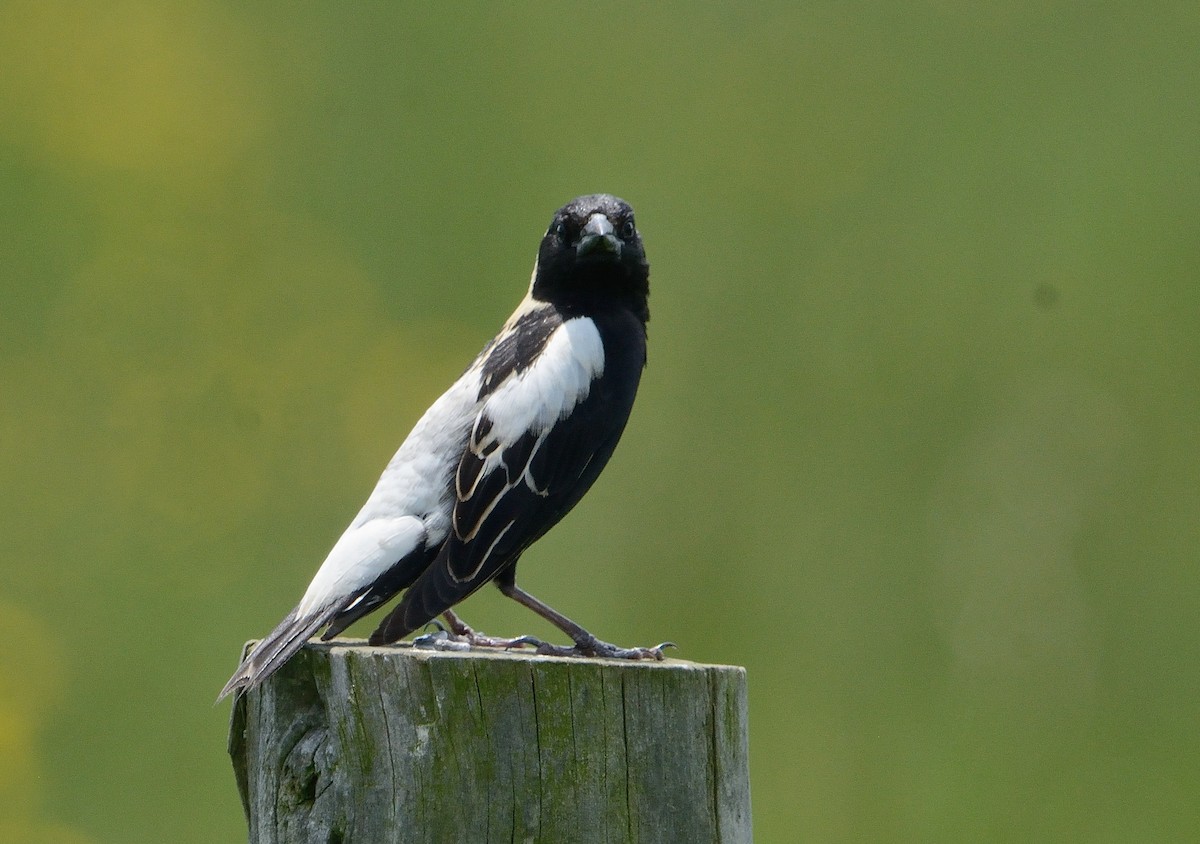 Bobolink - ML241140791