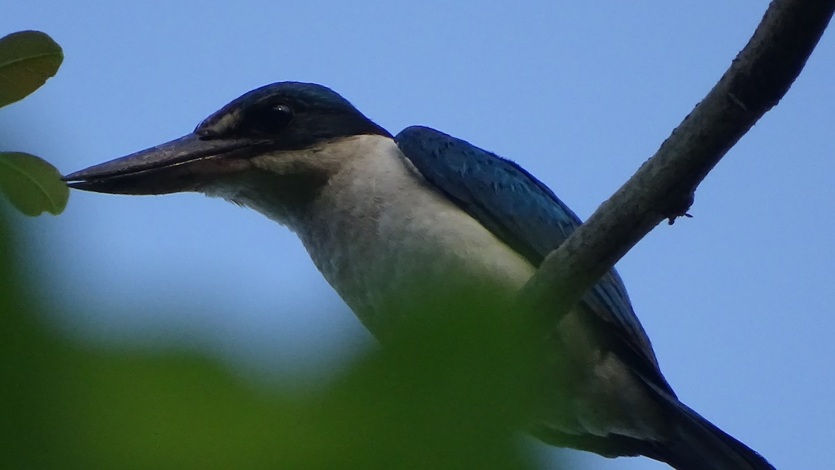 Collared Kingfisher - ML241141231