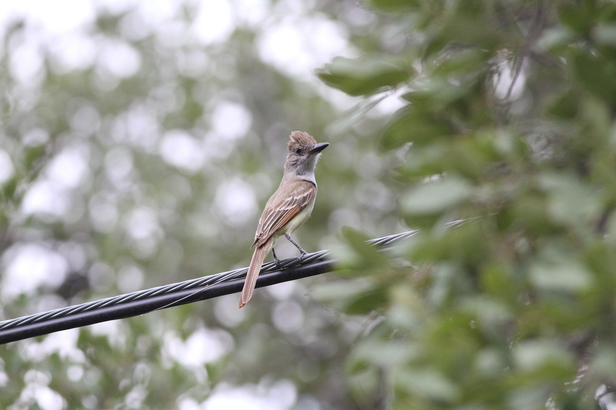 Brown-crested Flycatcher - ML241142591