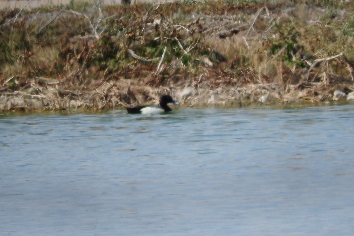 Greater/Lesser Scaup - ML241142901