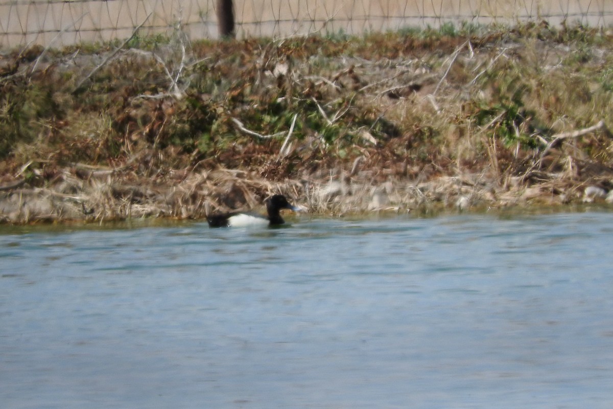 Greater/Lesser Scaup - ML241142911