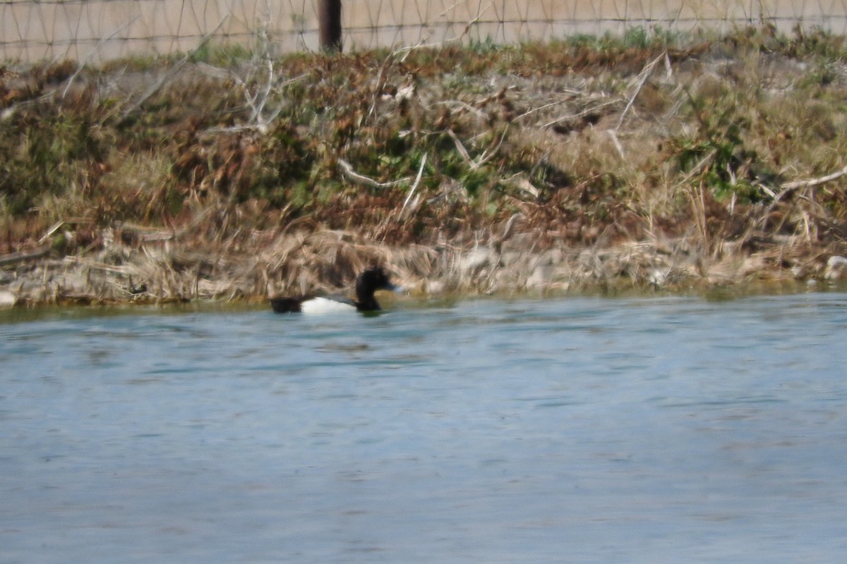 Greater/Lesser Scaup - ML241142921