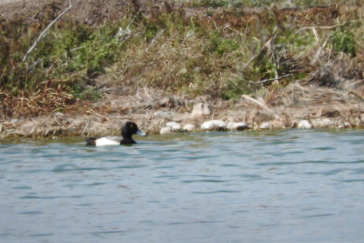 Greater/Lesser Scaup - ML241142931