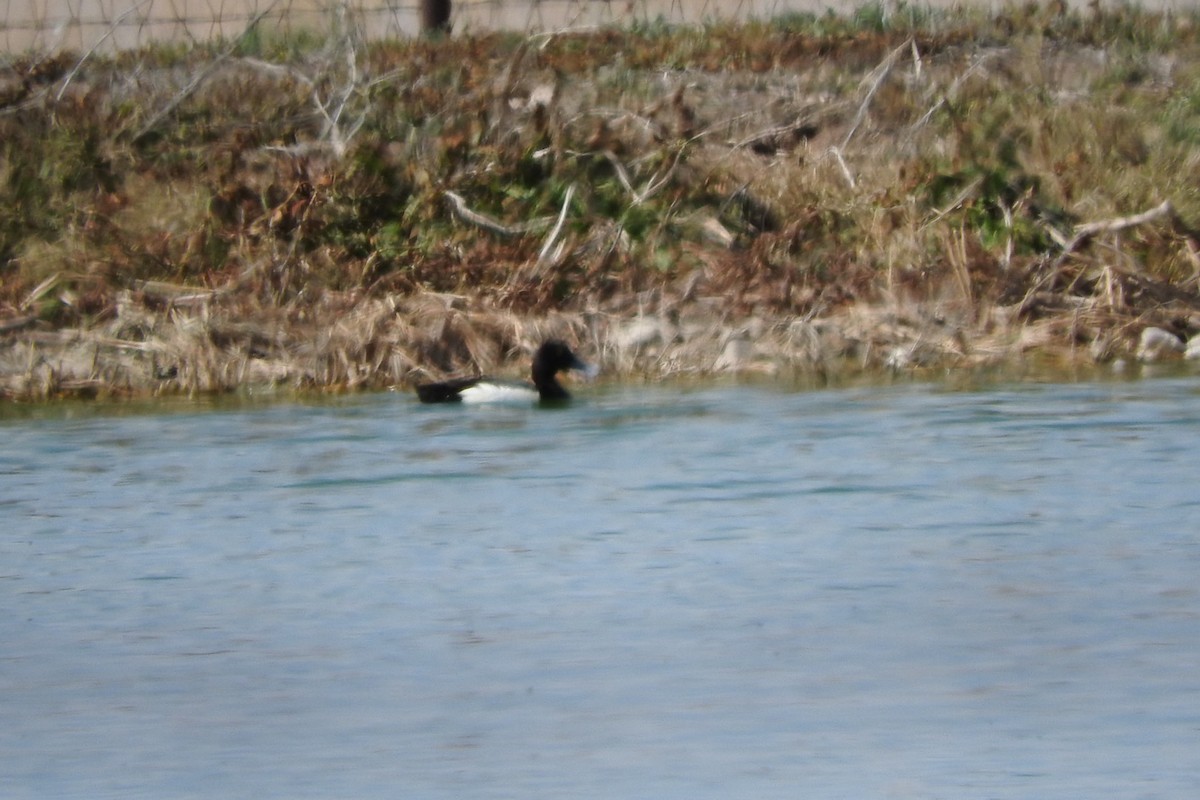 Greater/Lesser Scaup - ML241142941