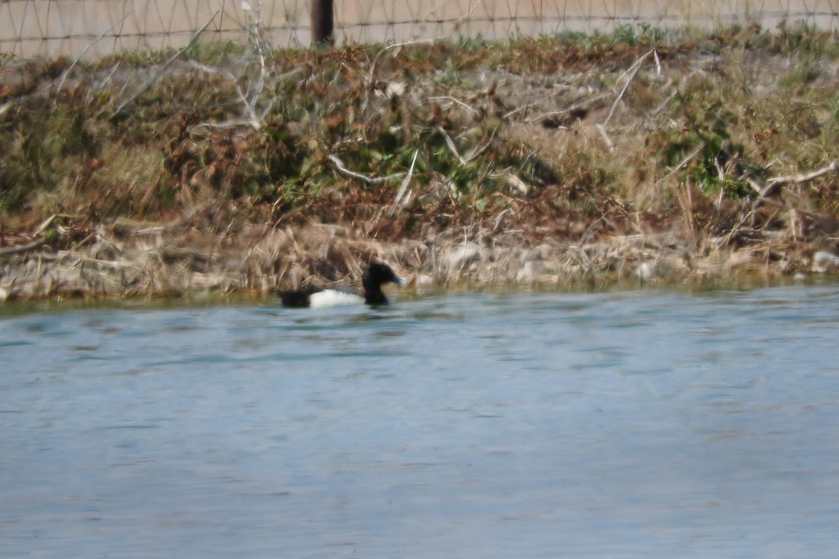 Greater/Lesser Scaup - ML241142951