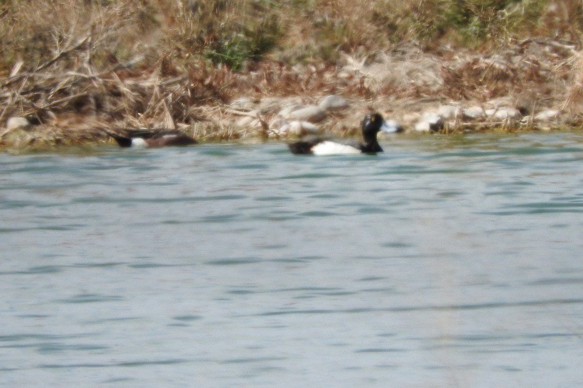 Greater/Lesser Scaup - ML241142961