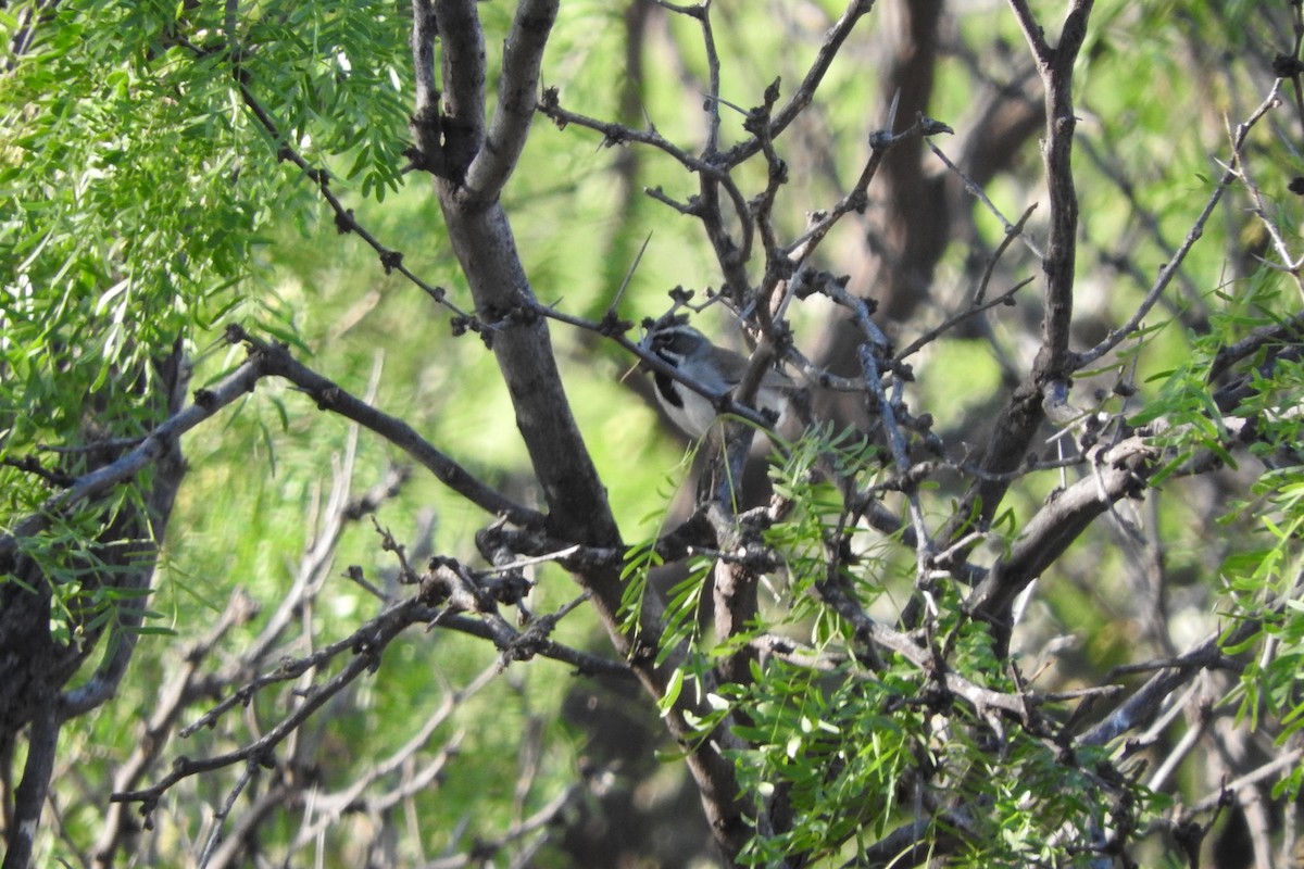 Black-throated Sparrow - ML241143101