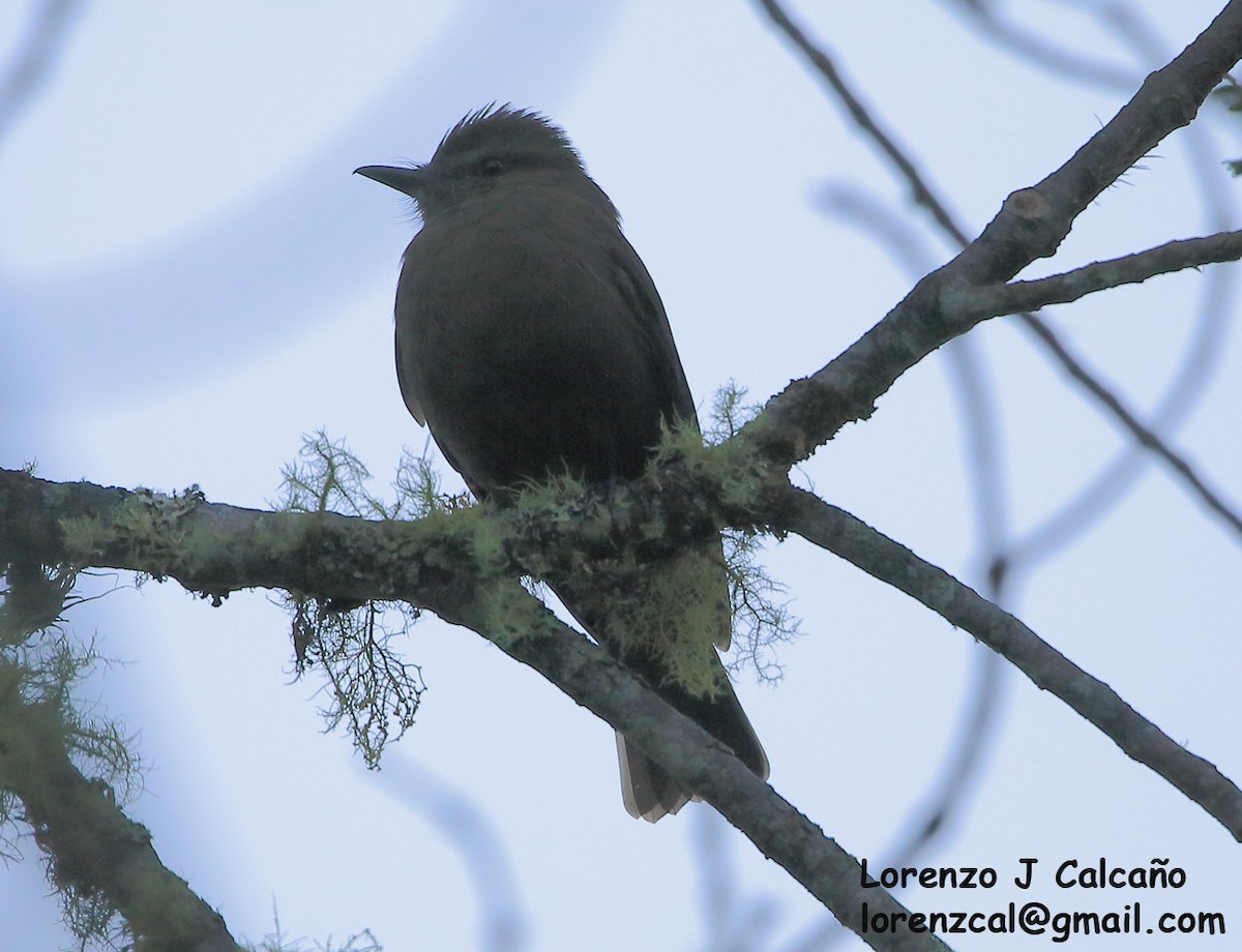 Smoky Bush-Tyrant - ML241144451