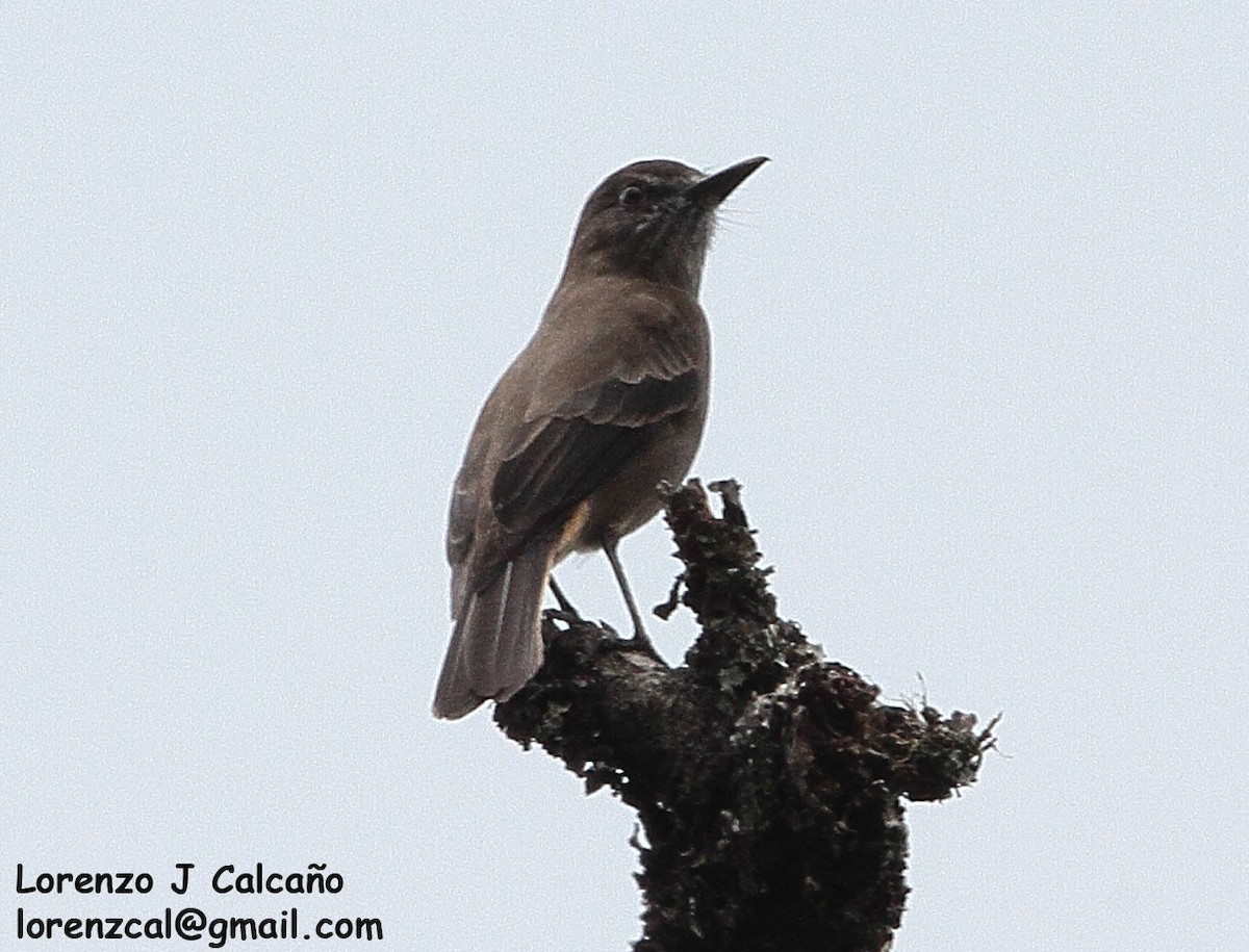 Smoky Bush-Tyrant - Lorenzo Calcaño