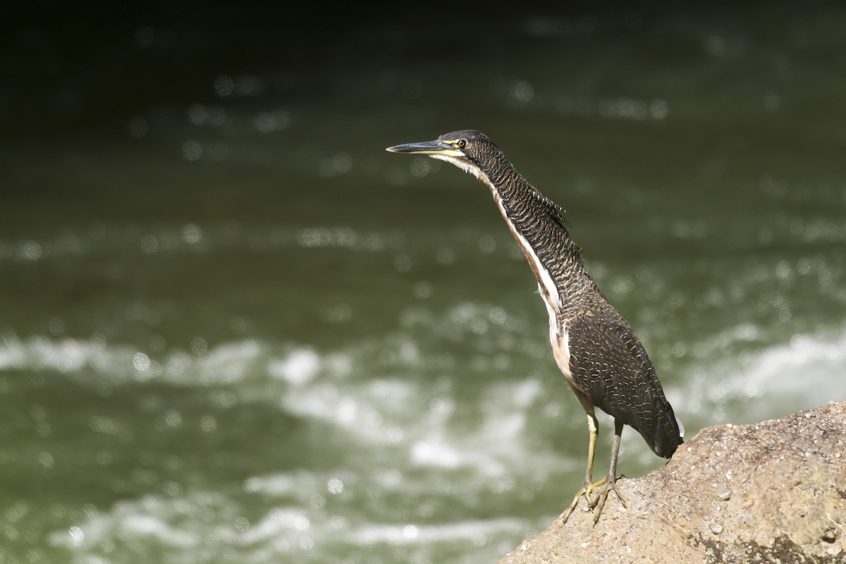 Fasciated Tiger-Heron - ML241145181