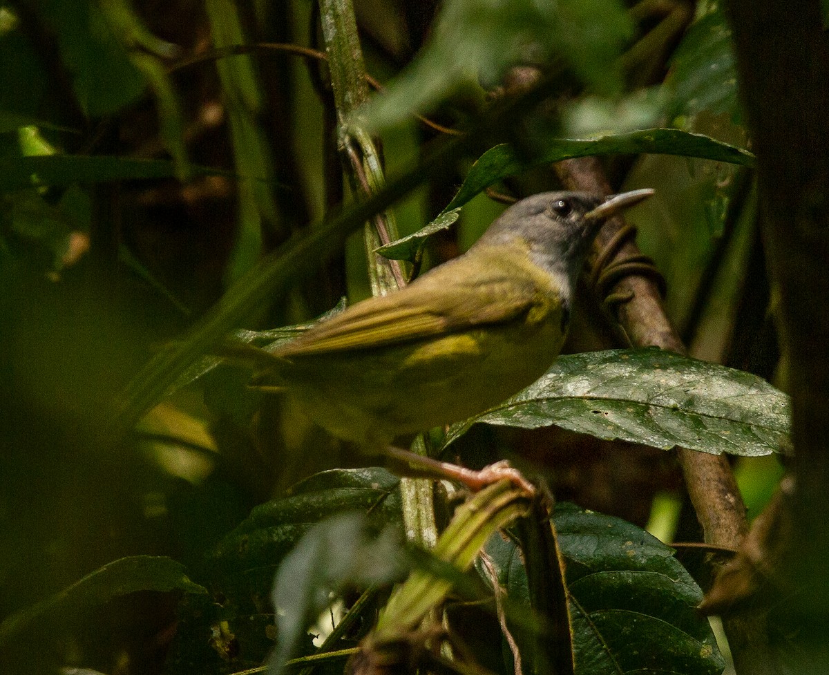 Mourning Warbler - Giovanni Martinez