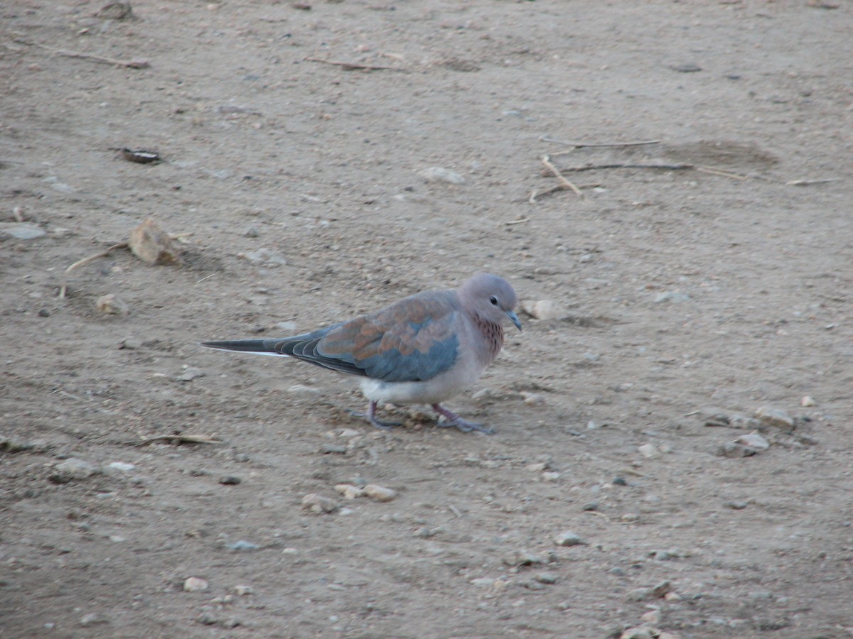 Laughing Dove - ML241150291
