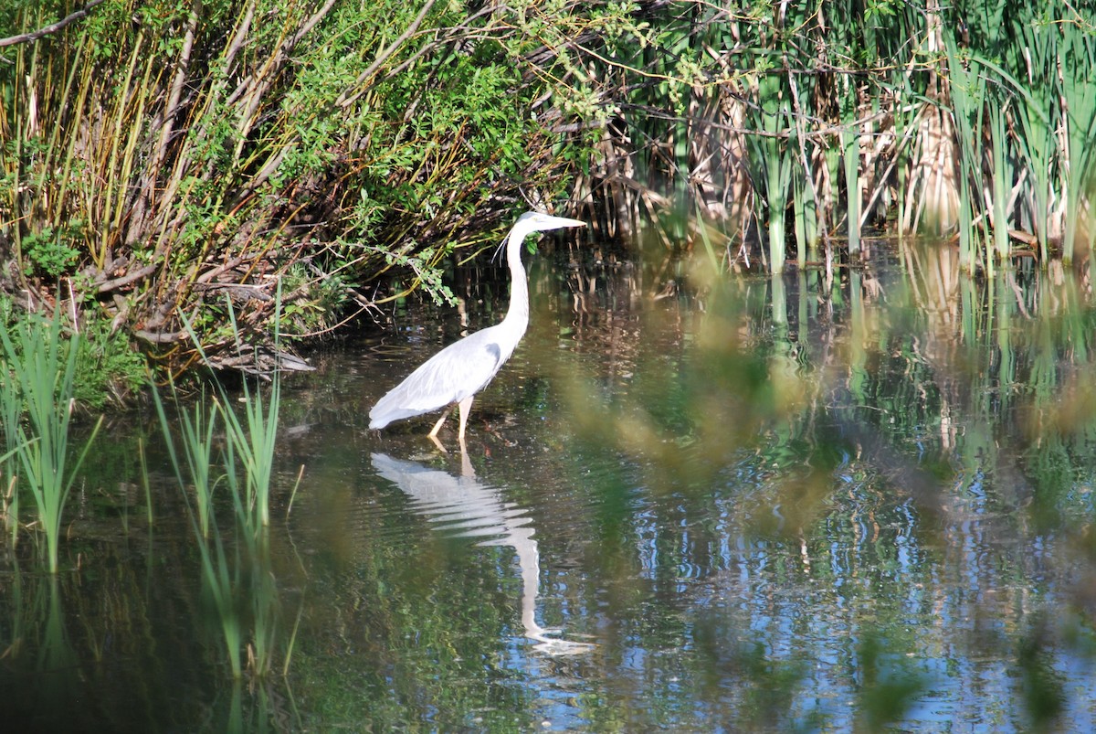 Great Blue Heron - ML241151381