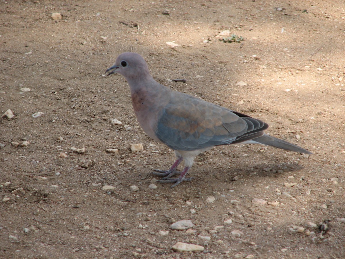 Laughing Dove - ML241151571